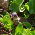 Arisarum vulgare Цветок