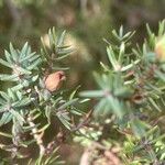 Juniperus drupacea ফল