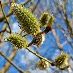 Salix atrocinerea Kukka