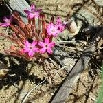 Pistorinia hispanica Flower