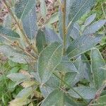 Salix lapponumLiść