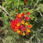 Lantana horrida Cvet