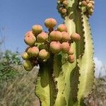 Euphorbia abyssinica Frucht