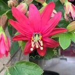 Passiflora manicata Blüte