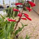 Penstemon eatonii Цвят