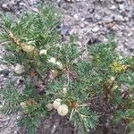 Astragalus armatus Leaf