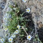 Anthemis odontostephana अन्य