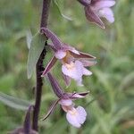 Epipactis palustris Цветок