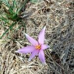 Colchicum neapolitanum Floare