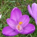 Crocus vernus Квітка