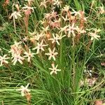 Ixia paniculata Hábito