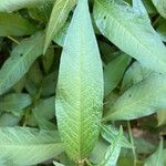 Polygonum lapathifolium Hoja