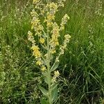 Verbascum lychnitisFleur