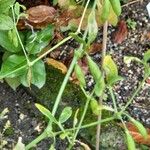 Tribulus terrestris Плод