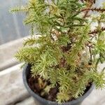 Chamaecyparis thyoides Leaf