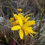 Cattleya crispata Květ