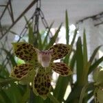 Grammatophyllum speciosum Flower