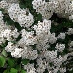 Spiraea × vanhouttei Õis