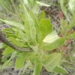 Oenothera villosaLeht