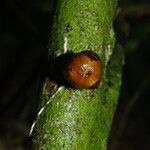 Uvariodendron molundense Corteza