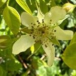 Rubus ursinus Blomma