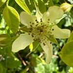 Rubus ursinus 花