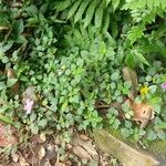 Dissotis rotundifolia Хабит