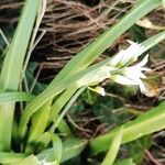 Allium triquetrum Květ