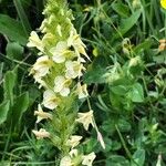 Pedicularis ascendens Flower