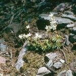 Saxifraga bronchialis 整株植物