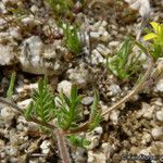 Tropidocarpum gracile Habit