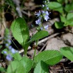 Veronica officinalis عادت