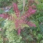 Berberis japonica Leaf