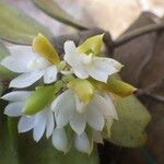Calyptrochilum emarginatum Λουλούδι