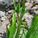 Helianthella quinquenervis Yaprak