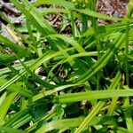 Carex pallescens Folha