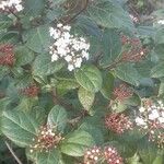 Viburnum tinus Φύλλο