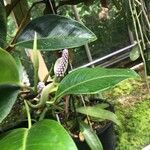 Anthurium scandens Hoja