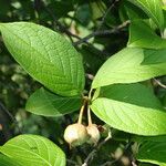 Stewartia pseudocamellia Froito