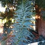 Cunninghamia lanceolataBlad