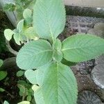 Coleus barbatus Leht