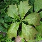 Rodgersia podophylla पत्ता