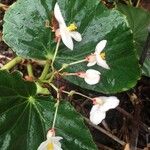 Begonia windischii 花