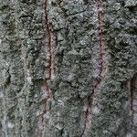 Quercus ×morisii Bark