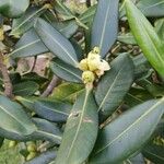 Clusia palmana Flower