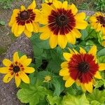 Rudbeckia hirta Flower