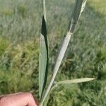 Triticum aestivum Blad