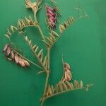 Vicia cassubica Deilen