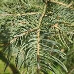 Abies concolor Leaf