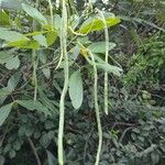 Senna macranthera Fruit